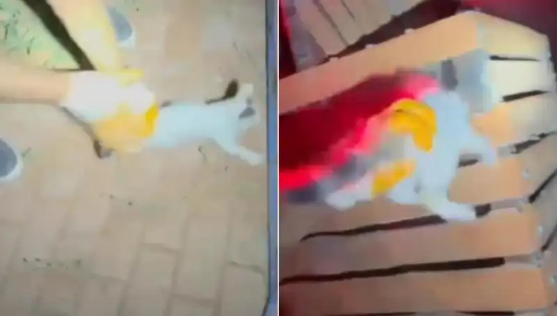 Gece Yarımda İtfaiye Ekipleri Kediyi Kurtarmak İçin Seferber Oldu