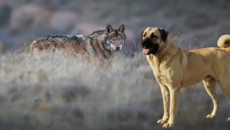 Kangal Köpeği Talebinin Artmasının Sebebi: Artan Kurt Popülasyonu