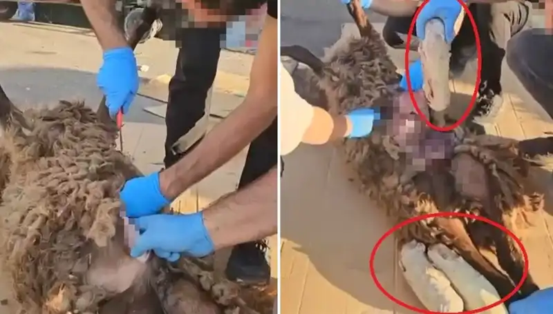 Ölü Koyunun Karnından Çıkanlar: Zehir Tacirlerinin Çirkin Oyunu