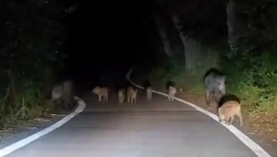 Elazığ'da Domuz Sürüsü Yolda Vatandaşları Şaşırttı!