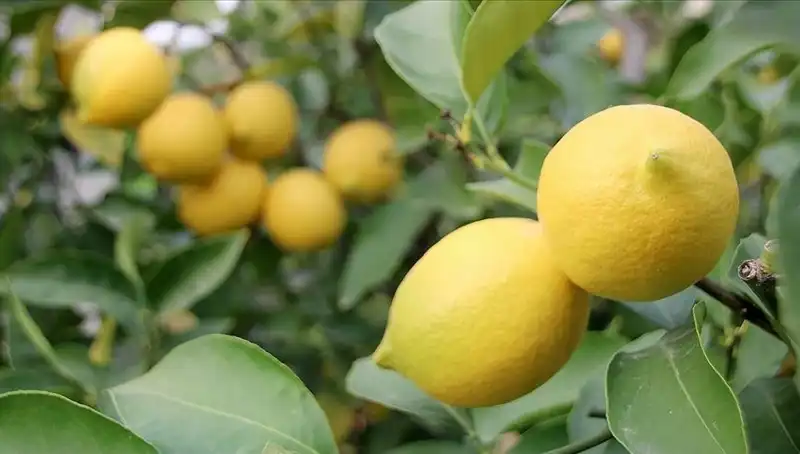 Lisanslı Limon Alacaklar Dikkat! Fiyatlar Yükseliyor: Adedi 24 Lira