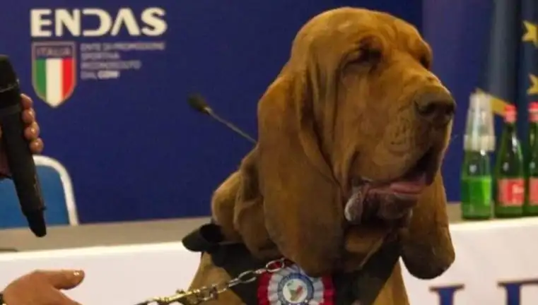 Arama Köpeğine Şok Suikast: Çivili Sosisle Öldürüldü!