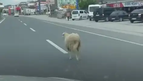 Yalova'da Kaçan Kurbanlık Hayvanlar Trafiği Felç Etti!