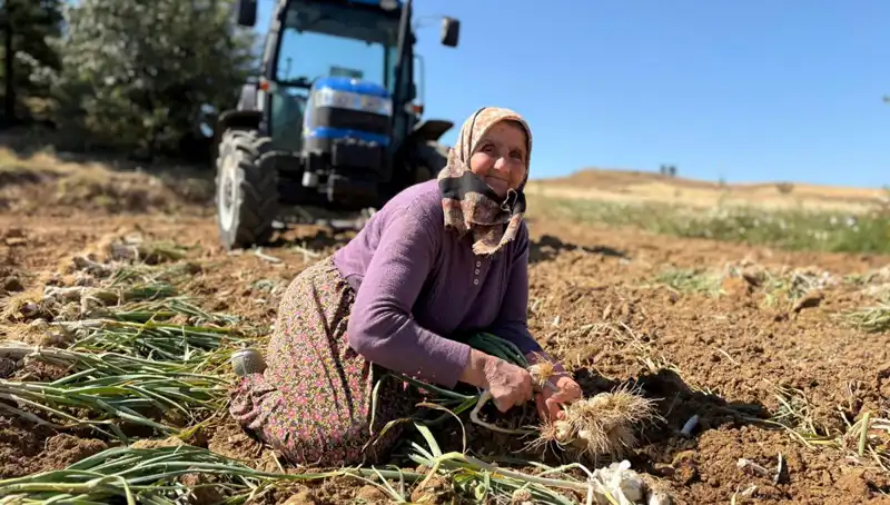 Selenyumun Gücü: Günlük 1200 Liraya Tarladan Toplanan Mucizevi Sebze