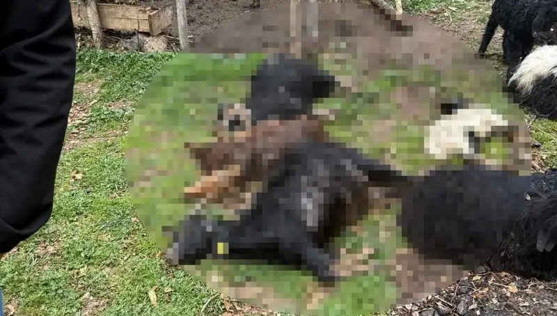Sahipsiz Köpekler, 18 Keçinin Hayatına Mal Oldu: Olayda Neler Yaşandı?