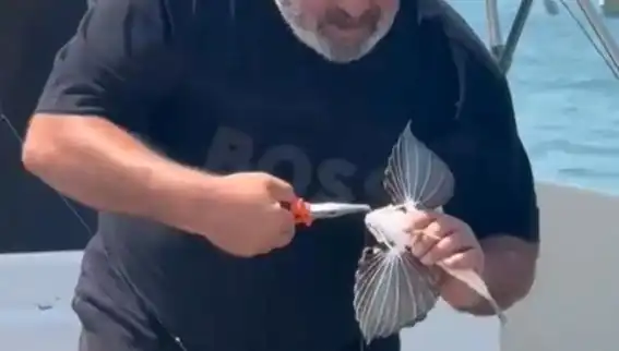 Saros Körfezi’nde Nadir Görülen Kırlangıç Balığı Oltaya Takıldı