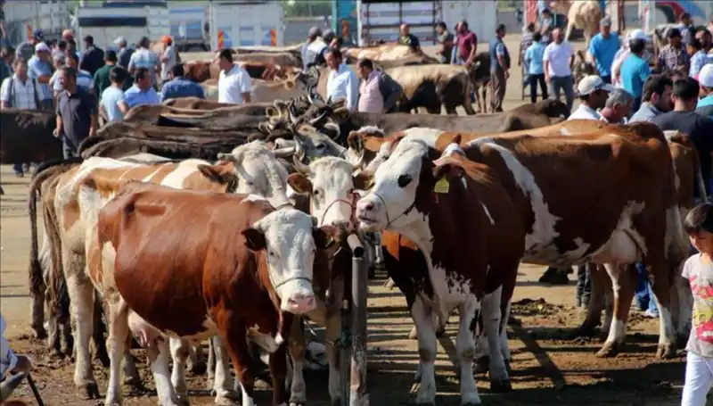 2025 Kurbanlık Fiyatları: İl İl Değişen Canlı Kilo Maliyetleri