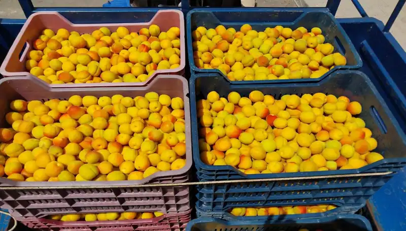 İlk Hasat: Tarımda Yeni Dönem 500 TL’den Alıcı Buldu