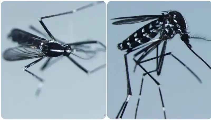 Chikungunya Virüsü: Artan Tehdit ve Belirtileri Hakkında Bilmeniz Gerekenler