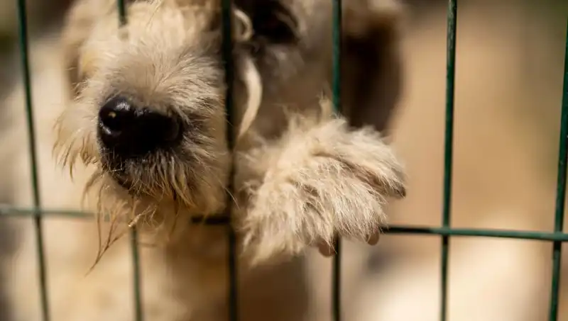 İş Stresi, Köpeklerimizi de Olumsuz Etkiliyor: Uzmanlar Uyarıyor