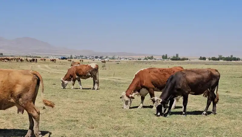 Arin Gölü’nün Kuruması: Yerel Ekosisteme Etkileri ve Su Sıkıntıları