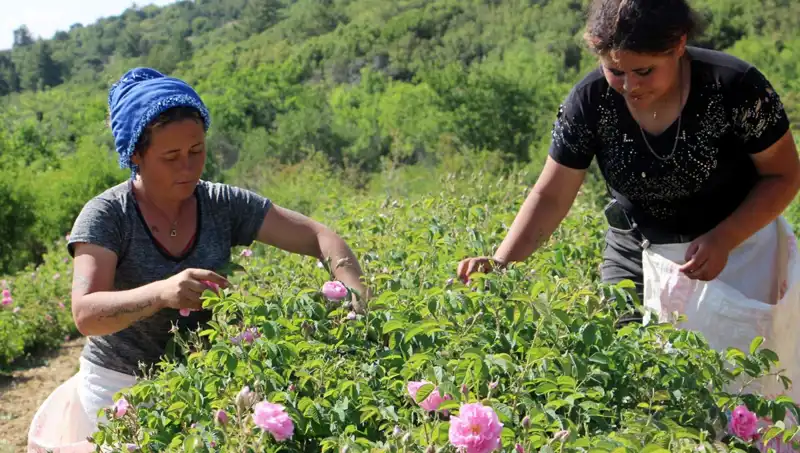 Zirai Don Baskısı: 2023 Hasatında Umutlar Suya Düştü