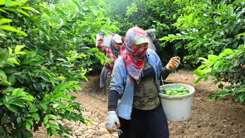 Markette Fiyatlar Uçuşa Geçti: 150 Liralık Kilo Sorunu Çözülüyor!