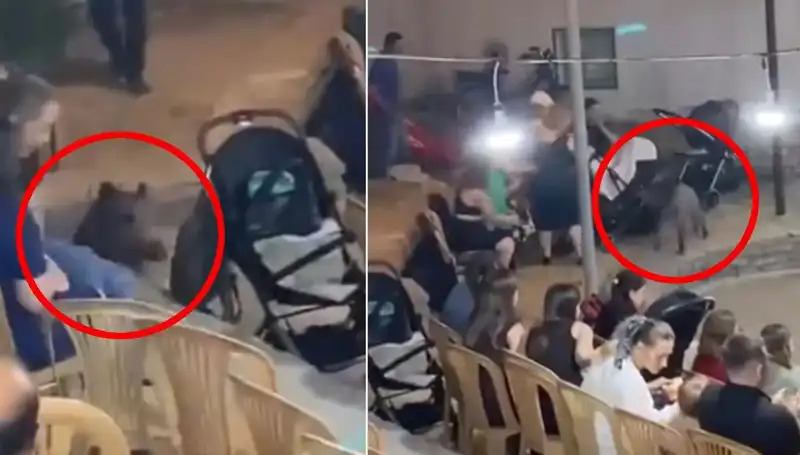 Düğün Töreninde Yaban Domuzu Krizi: Eğlenceye Fırtına Gibi Girdi