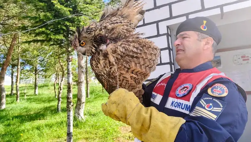 Dikenli Tellere Takılan Puhu: Yaralı Kuşun Hikayesi ve Kurtarma Çabaları