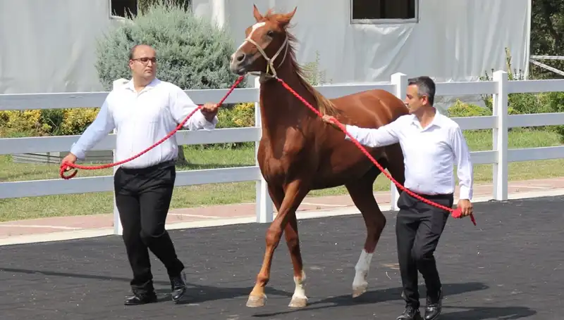 Taşkın Kral Rekorunu Kırarak Tüm Türkiye'nin Gözdesi Oldu