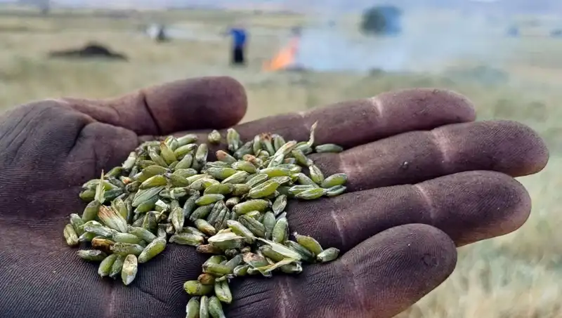 Firik Sezonu Başladı: Sağlıklı Lezzetlerle Sofralarımızı Şenlendiriyor