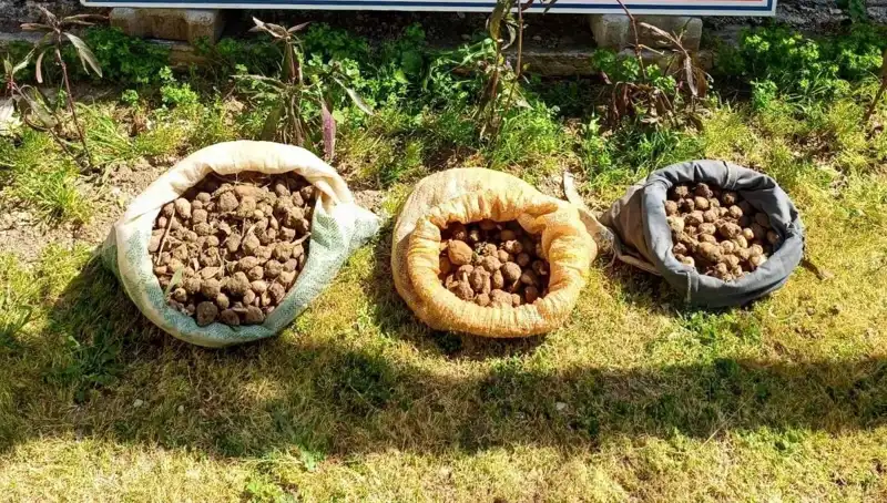 10 Kilo Salep Toplarken Yakalananlar, Doğa Katliamına Karşı Önlem Alındı!