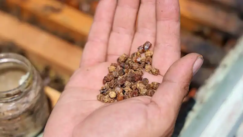 Eskiden Çöpe Gidiyordu, Artık Kilosu 3 Bin TL: Bu Süper Besin!