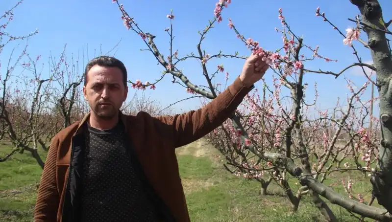 Don, Çiçek Açan Ağaçları Vurdu: Baharın Erken Geldiği Kış Manzarası