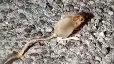 Tunceli’de Nadir Görülen Arap Tavşanı Sıra Dışı Anlarla Gözlemlendi