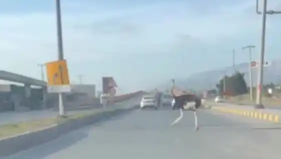Trafikte Deve Kuşu Görüntüleri Şaşkınlık Yaratıyor: O Anlar Sosyal Medyada Paylaşıldı