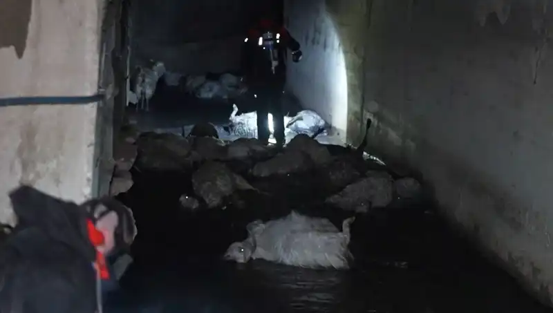 Keskin Koku Hayvanları Telef Etti: Çok Sayıda Canlının Hayatı Son Buldu